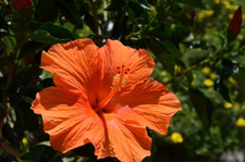 Sale671 Hibiskus Orange Rosa-Sinensis 10 Samen