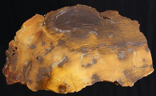 Versteinertes holz aus - versteinertes,