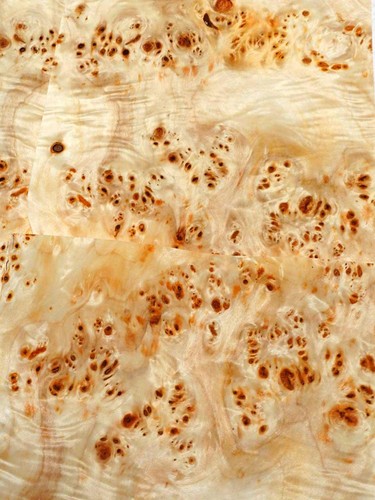 Pappel maser furniere holz - pappel,