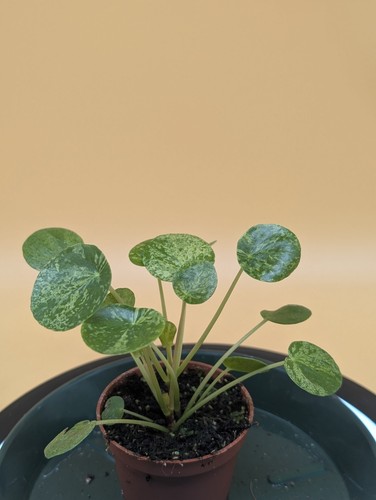 Seltene pilea peperomioides - seltene,