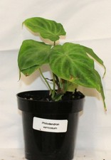 Philodendron verrucosum - philodendron,