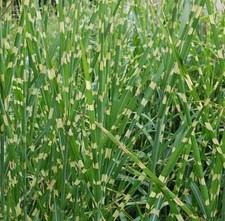 Chinaschilf Zebragras - XXXL