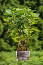 10 Stück Topfpflanzen Raketen