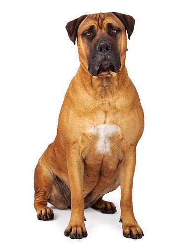 Bullmastiff hunde aufkleber - bullmastiff,