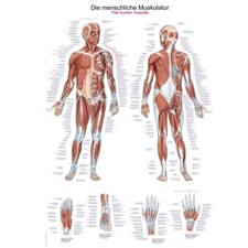 Anatomische lehrtafel die - anatomische,