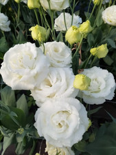 Sale2243 Eustoma Lisianthus