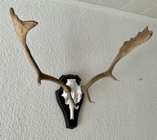 Hirschgeweih Abwurfstangen auf