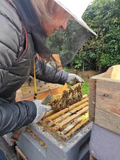 Bienenvölker samt Königin 