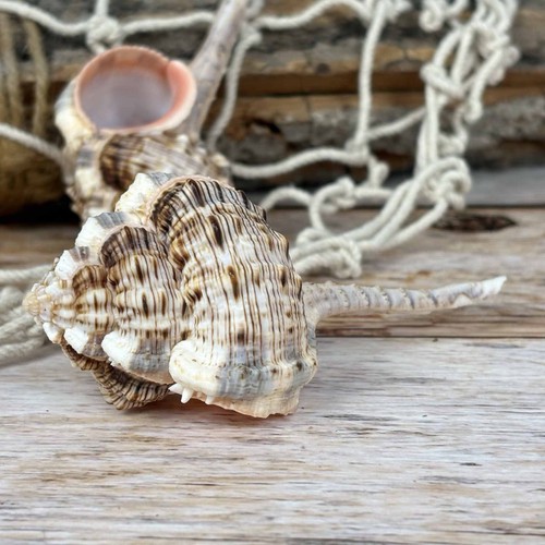 Murex haustellum 11cm echte - murex, 10-11cm