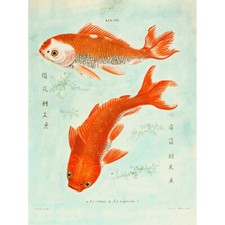 Fisch Japanischer Koi