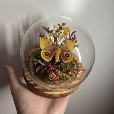 Echte Motte In Glaskugel Präparat Schmetterling Entomologie Glasdom