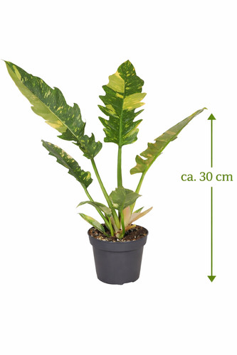 Philodendron ring fire ca - of,