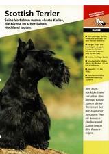 Scottish Terrier Informationskarten