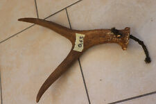 Elch Abwurfstange Geweihstange