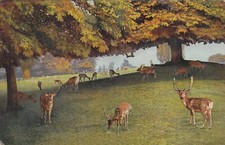 Putbus Rügen AK 1914 Hirsche