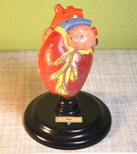 altes Anatomiemodell - Herz vom Hund