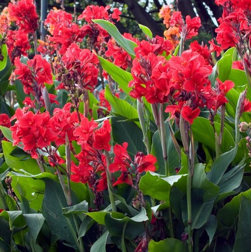 Samen das bunte blumen - bunte,