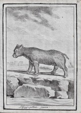 Hippopotamus Flusspferd