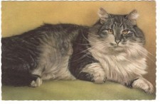 AK Katzen,  süße Katze