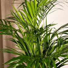 Areca-Palme - Dypsis Lutenscens - Zimmerpflanze Ø19cm - Höhe 85cm - Pflegeleicht