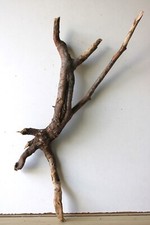 Treibholz Schwemmholz Driftwood 1  Wurzel   Dekoration Terrarium 68  cm hoch