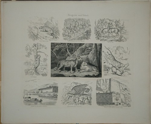 Stahlstich 1850 tiger - um,