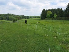 Biete freien Platz im privaten Offenstall. Großer Paddock, Stall, Weidegang