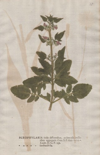 Scrophularia sambucifolia