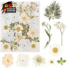 Echt getrocknete gepresste Blumen Blumen Trockenblumen Basteln Weiß 1 Stück