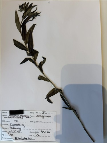 Herbarium pflanzensammlung - herbarium, ca
