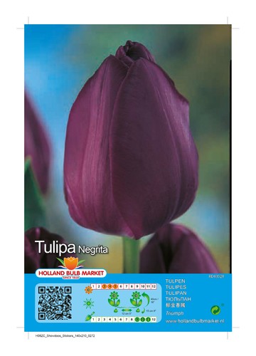 Tulpen - @//(◕‿◕)\@,