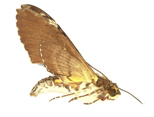 Lepidoptera sphingidae - lepidoptera,,