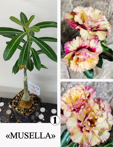 Adenium musella wustenrose - musella,