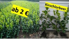 Prunus laurocerasus Novita 60-100 Kirschlorbeer Hecke