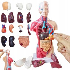 Menschliches Körpermodell