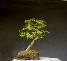 Bonsai outdoor winterhart