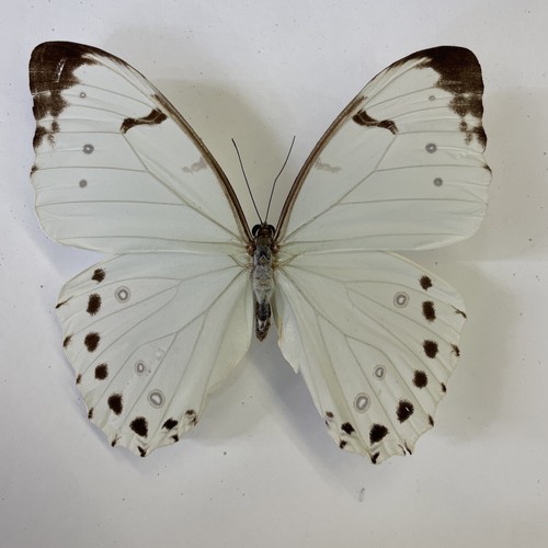 Entomologie*Morpho