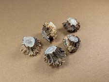 5 Rehrosen vom Rehgeweih