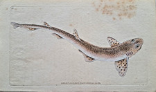 Donovan Cat Shark Scyliorhinus