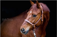 Prisma Leder Halfter