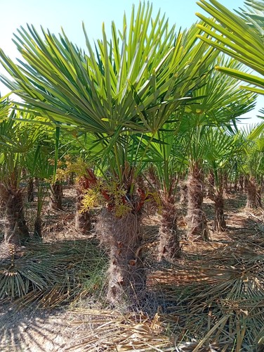 Hanfpalme trachycarpus - hanfpalme,