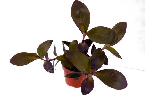 Tradescantia