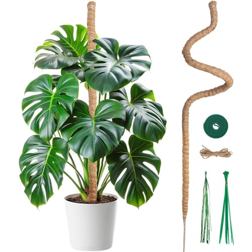 Monstera rankhilfe kokosfaser - monstera,