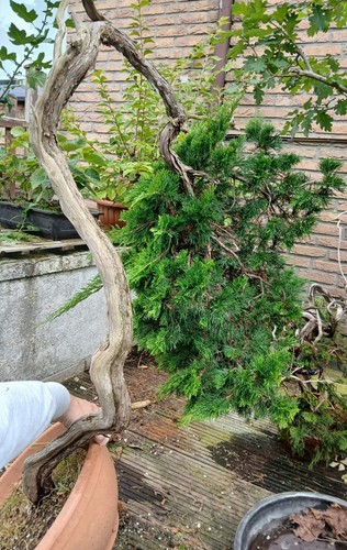 Juniperus sabina großer - sabina,