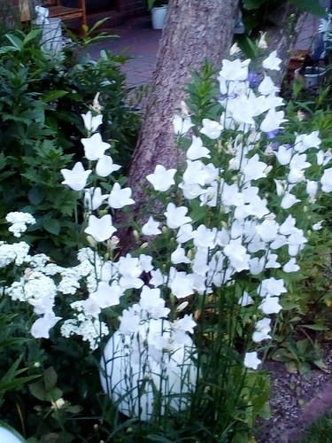 Pflanze/Blume/Staude