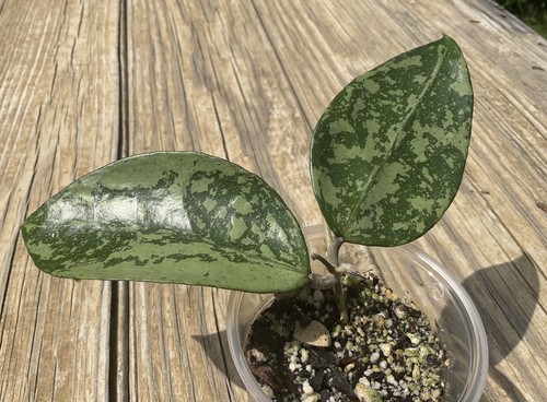 Hoya nganjuk silver splash - silver,