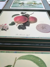 2 Pimpernel Tischsetz