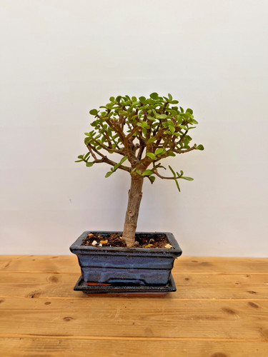 Zimmerbonsai bonsai jadebaum - zimmerbonsai,