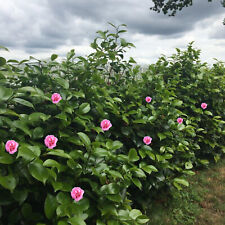 Camellia japonica Rosa Rose