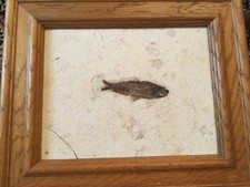 Fossil versteinerter Fisch Heringsfisch  Wyoming Eozäns 50 Mio Jahre alt